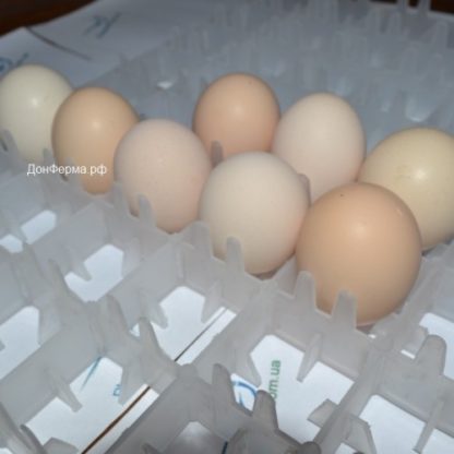 Лоток в инкубатор на 88 куриных яиц